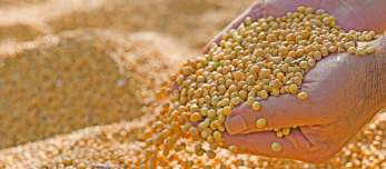 Human hands pouring soy beans after harvest