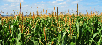 8430-tall-corn-growing-in-a-field-or (1)