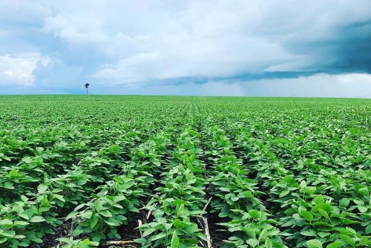 Clima chuvoso prejudicou safra de café no Paraná; plantio de soja