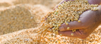 Human hands pouring soy beans after harvest